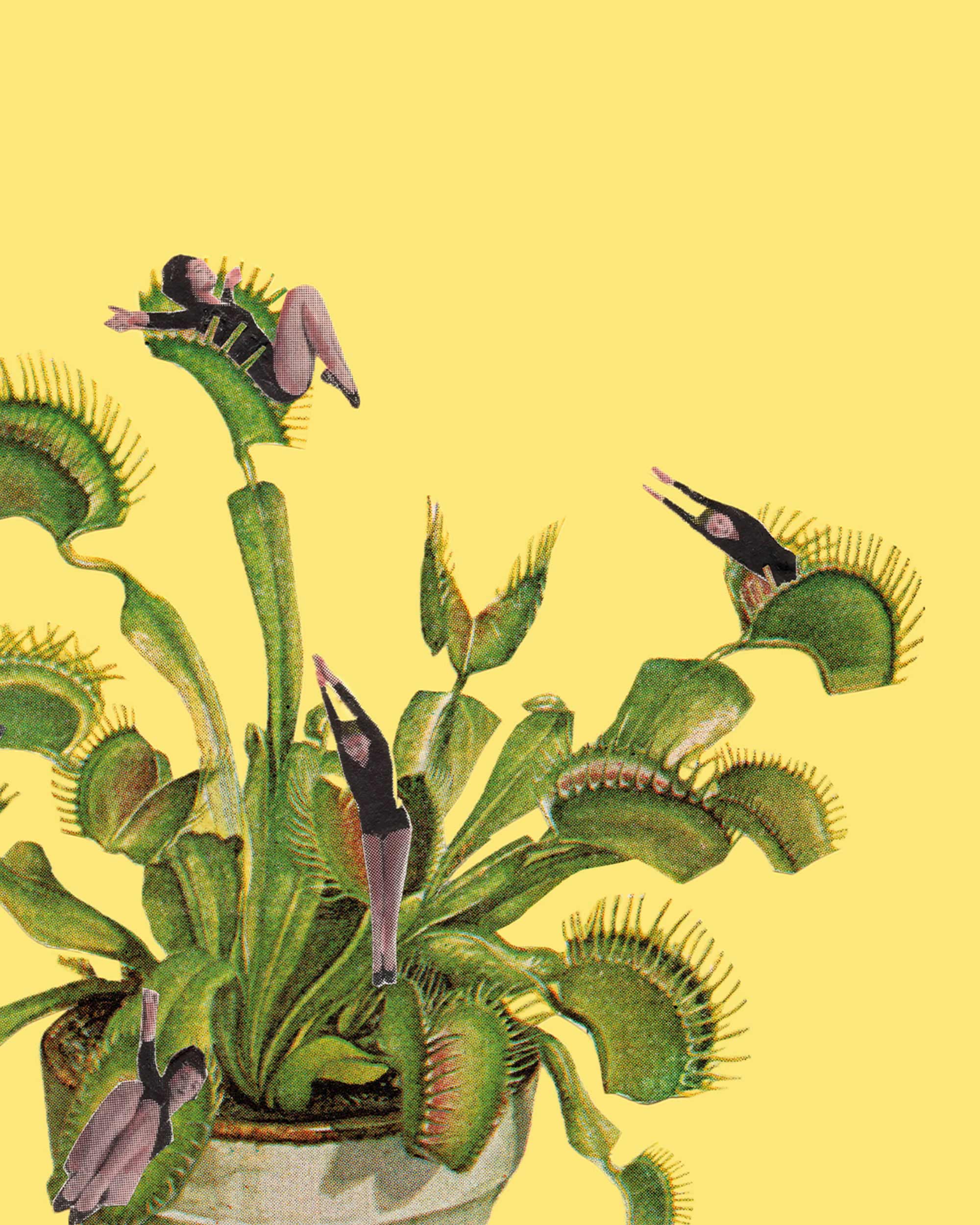 Venus Flytrap Art Print