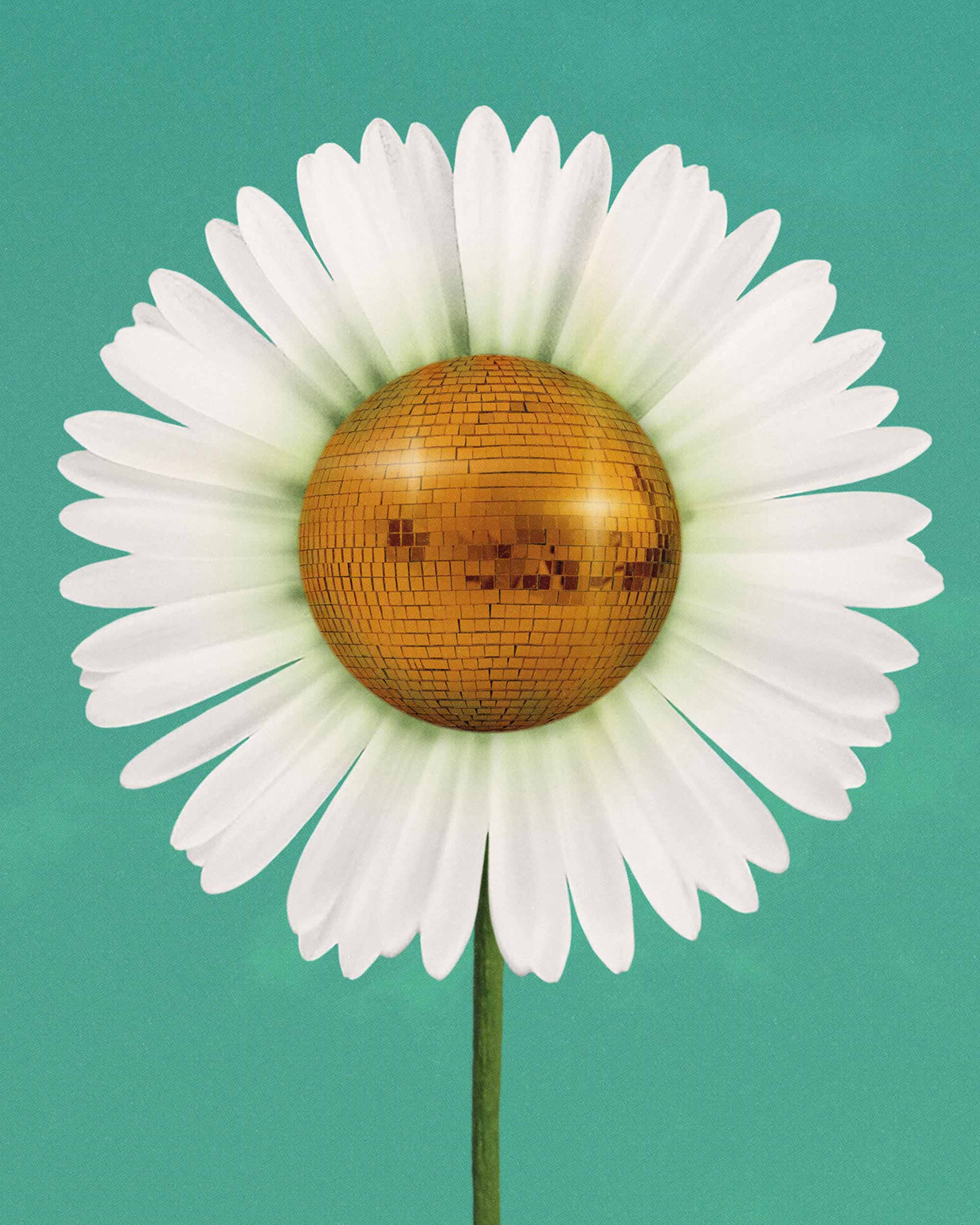 Daisy Disco Art Print