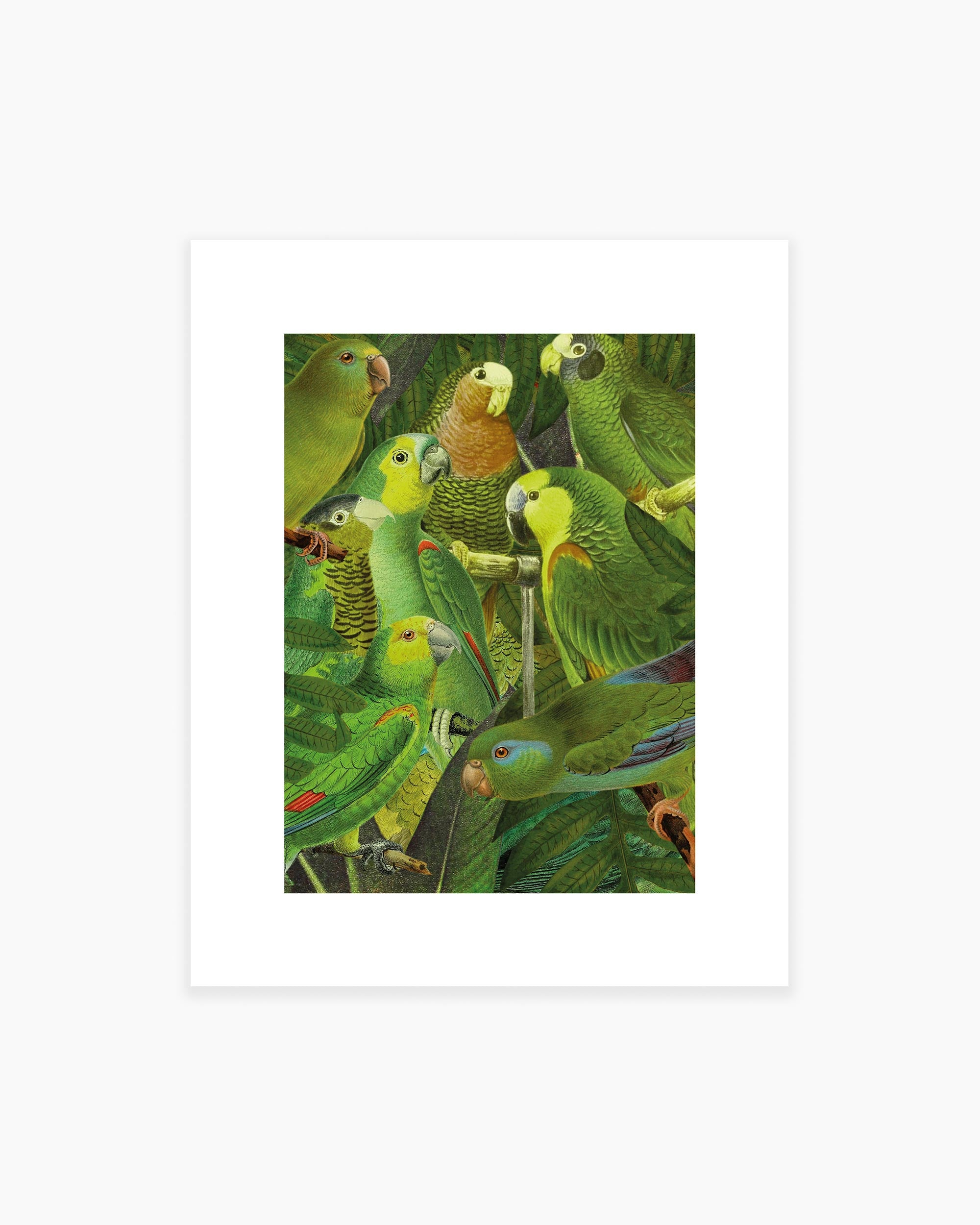 Birds of Paradise Art Print