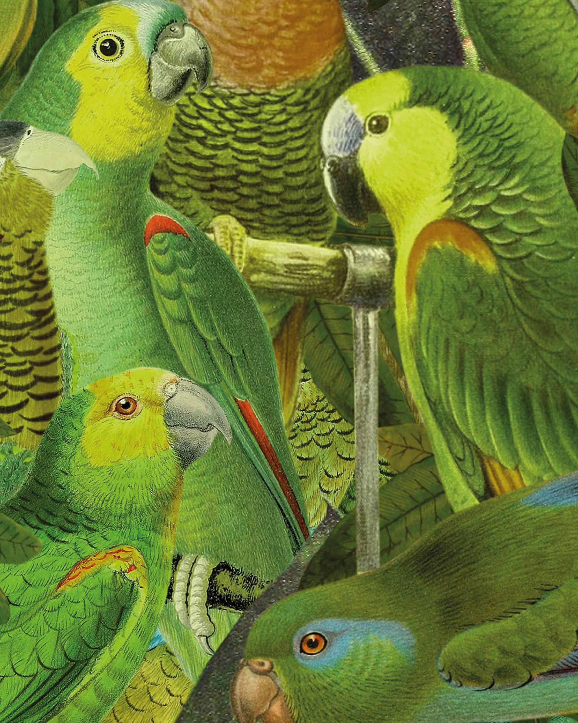 Birds of Paradise Art Print